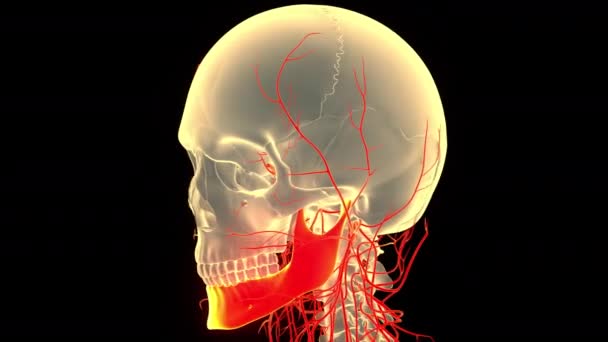 Koncepcja Anatomii Ludzkiej Czaszki — Wideo stockowe