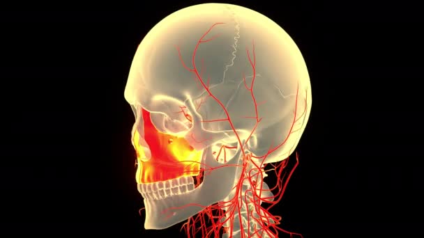 Human Skull Anatomy Animation Concept Inglés — Vídeo de stock