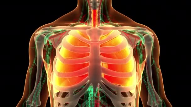 Lidský Dýchací Systém Plíce Anatomie Animace Koncepce — Stock video