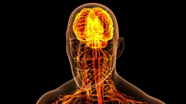 Central Organ Human Nervous System Brain Anatomy Animation Concept — стоковое видео