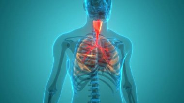 İnsan Solunum Sistemi Anatomi Animasyon Kavramı. Üç Boyut