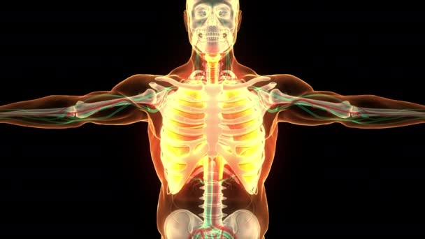 人类呼吸系统隆起解剖动画的概念 — 图库视频影像