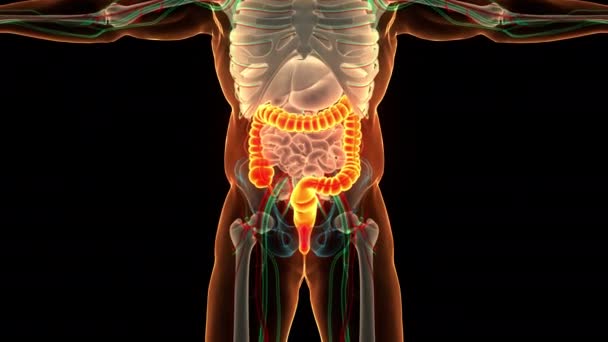 Sistema Digestivo Umano Anatomia Concetto Animazione — Video Stock