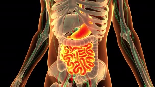 Conceito Animação Sistema Digestivo Humano — Vídeo de Stock