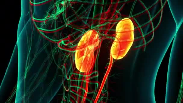 Human Urinary System Kidneys Anatomy Animation Concept — Stock Video