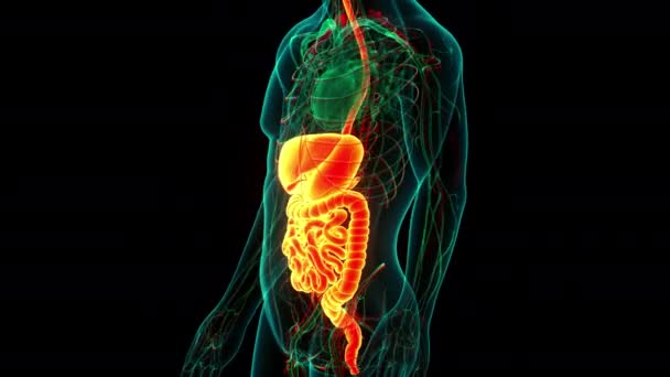 Концепция Анатомии Пищеварительной Системы Человека — стоковое видео