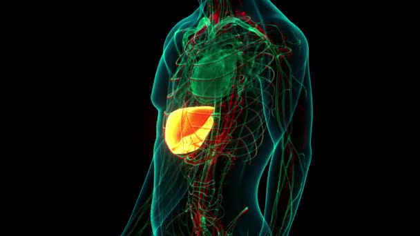 Human Internal Digestive Organ Liver Anatomy Animation Concept Inglês — Vídeo de Stock
