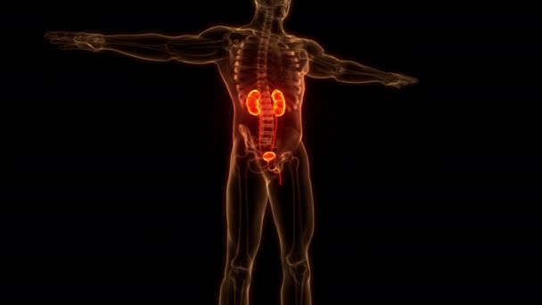 Männliche Harnwege Mit Fortpflanzungssystem Anatomie Animationskonzept — Stockvideo