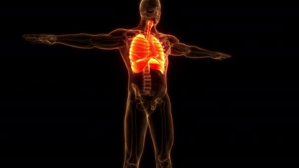Ludzki Układ Oddechowy Płuca Koncepcja Animacji Anatomicznej — Wideo stockowe