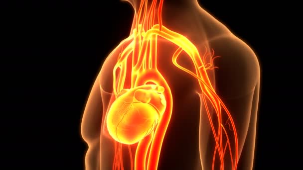 Nsan Dolaşım Sistemi Kalp Atışı Anatomi Animasyon Kavramı Boyut — Stok video