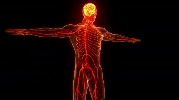 Κεντρικό Όργανο Του Ανθρώπινου Νευρικού Συστήματος Εγκεφαλικό Anatomy Animation Concept — Αρχείο Βίντεο