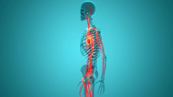 人类循环系统心脏跳动解剖动画概念 — 图库视频影像