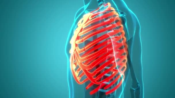 Sistema Esqueleto Humano Costela Cage Osso Articula Anatomia Animation Concept — Vídeo de Stock