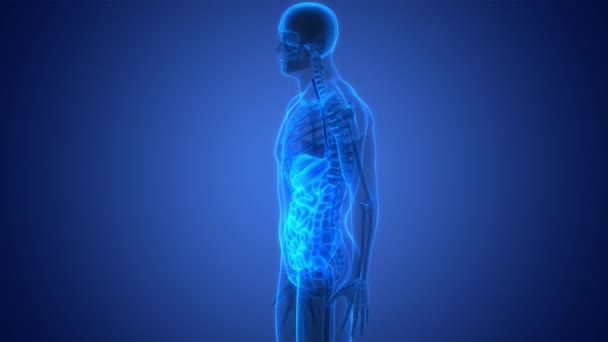 Système Digestif Humain Anatomie Animation Concept — Video
