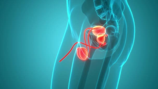 生殖系アナトミーアニメーションコンセプトを持つ男性の尿素系 3Dについて — ストック動画