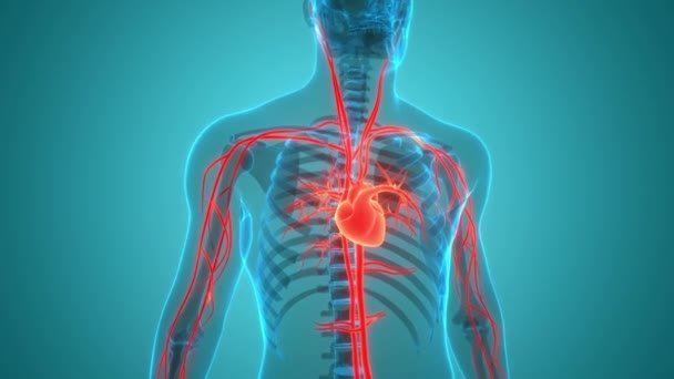 Människans Cirkulationssystem Hjärta Slå Anatomi Animation Koncept Tredimensionell — Stockvideo