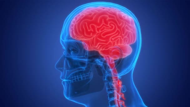 Zentrales Organ Des Menschlichen Nervensystems Gehirn Anatomie Animationskonzept — Stockvideo