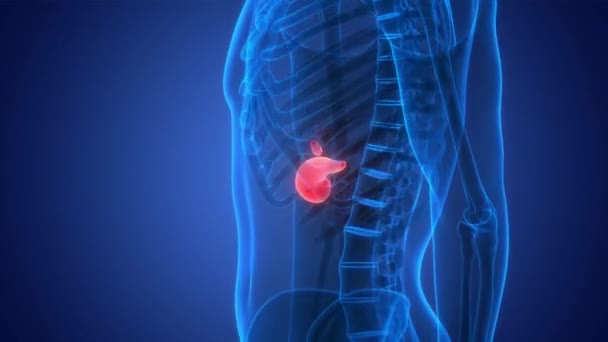具有胆囊解剖动画概念的人类内脏器官胰腺 — 图库视频影像