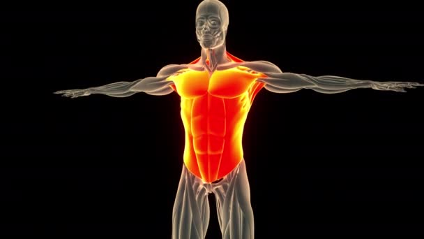 人間の筋肉システムTorso筋肉解剖アニメーションコンセプト 3Dについて — ストック動画