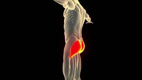 Sistema Muscular Humano Músculos Pierna Gluteus Maximus Concepto Animación Anatomía — Vídeo de stock