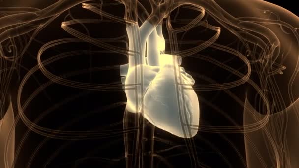 Sistemul Circulator Uman Heart Beat Anatomy Animation Concept — Videoclip de stoc