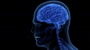 İnsan Sinir Sistemi Beyin Anatomi Animasyonu Merkezi Organı. Üç Boyut