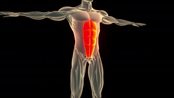 Мышечная Система Человека Туловище Мышцы Анатомия Концепция Анимации — стоковое видео