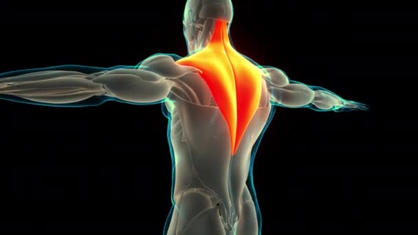 人类肌肉系统的躯干肌肉梯形肌解剖动画概念 — 图库视频影像