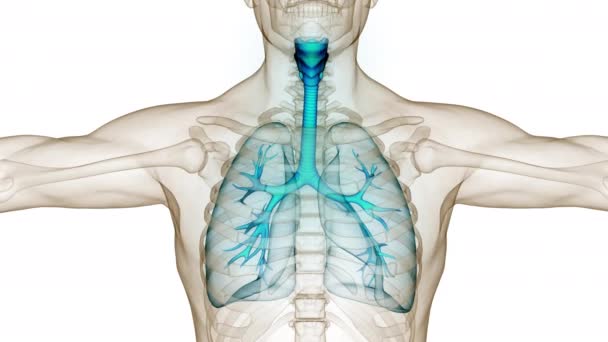 人間の呼吸器系肺解剖学アニメーションの概念 — ストック動画