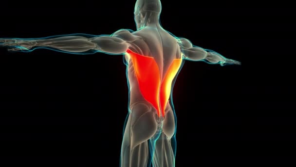 Человеческая Мышечная Система Торс Мышцы Трапеция Мышечная Анатомия Концепция Анимации — стоковое видео