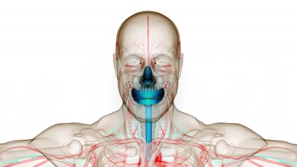 Human Skull Anatomy Animation Concept Inglés — Vídeos de Stock