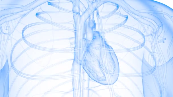 ระบบการไหลเว ยนโลห ตของมน Heart Beat Anatomy Animation Concept สามม — วีดีโอสต็อก