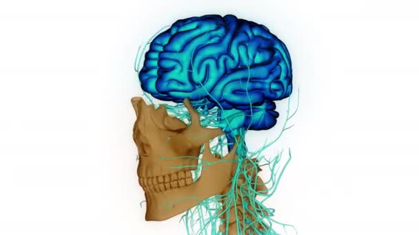 ยวะกลางของระบบประสาทมน แนวค ดเก ยวก บการเคล อนไหวทางกายว ภาคของสมอง สามม — วีดีโอสต็อก