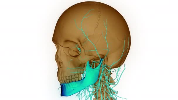 Human Skull Anatomy Animation Concept Inglés — Vídeo de stock