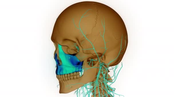 Nsan Kafatası Anatomisi Animasyon Kavramı Boyut — Stok video