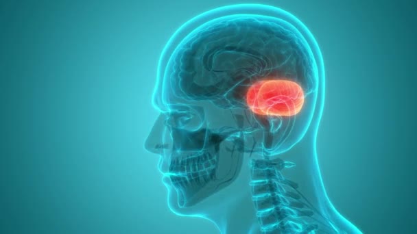 Nsan Sinir Sistemi Beyin Beyni Anatomi Animasyonu Merkezi Organı Boyut — Stok video