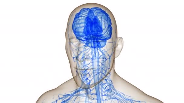 Emberi Idegrendszer Központi Szerve Brain Anatomy Animation Concept — Stock videók