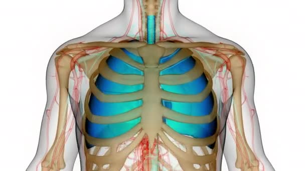 人間の呼吸器系肺解剖学アニメーションの概念 — ストック動画