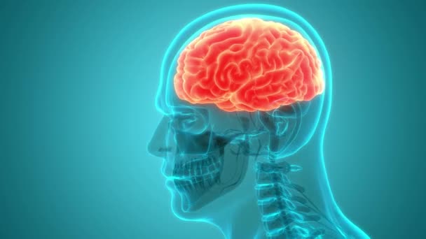 Centrala Organ För Människans Nervsystem Hjärna Anatomi Animation Koncept Tredimensionell — Stockvideo