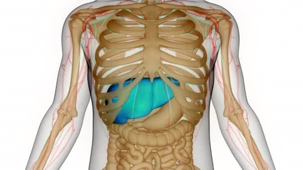 Human Internal Digestive Organ Liver Anatomy Animation Concept — Stock Video