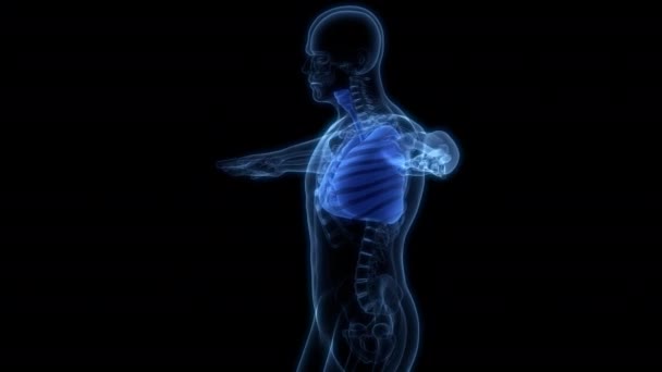 Sistema Respiratorio Umano Concetto Animazione Anatomica Dei Polmoni — Video Stock