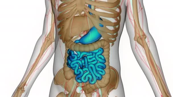 Concepto Animación Anatomía Del Sistema Digestivo Humano — Vídeo de stock