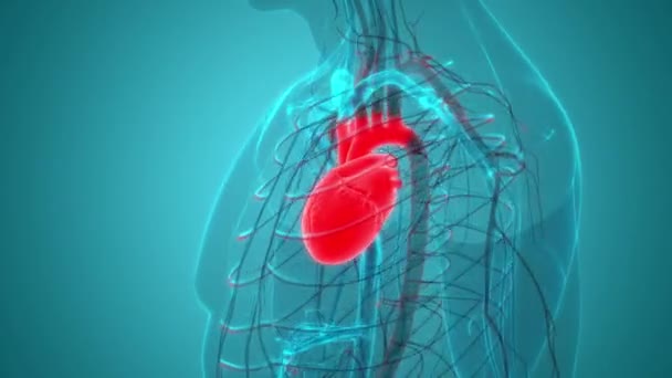 Human Circulation System Heart Beat Anatomy Animationskonzept — Stockvideo