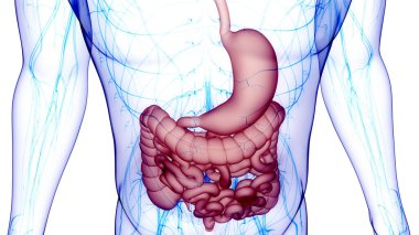 İnsan Sindirim Sistemi Anatomisi. Üç Boyut