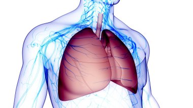 İnsan Solunum Sistemi Akciğerleri Anatomisi. Üç Boyut 