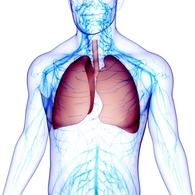 İnsan Solunum Sistemi Akciğerleri Anatomisi. Üç Boyut 