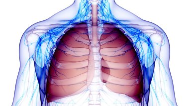 İnsan Solunum Sistemi Akciğerleri Anatomisi. Üç Boyut 