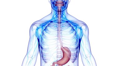 İnsan sindirim sistemi mide anatomisi. Üç Boyut  