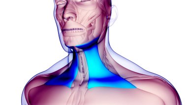 İnsan vücudu kas sistemi kafa kasları plazma kas anatomisi. Üç Boyut