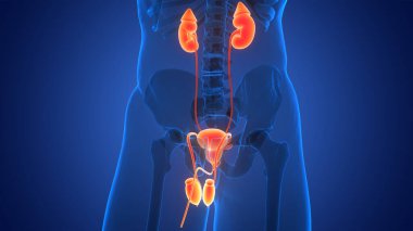 İdrar torbası anatomisi olan insan böbrekleri. Üç Boyut 